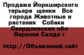 Продажа Йоркширского терьера, щенки - Все города Животные и растения » Собаки   . Свердловская обл.,Верхняя Салда г.